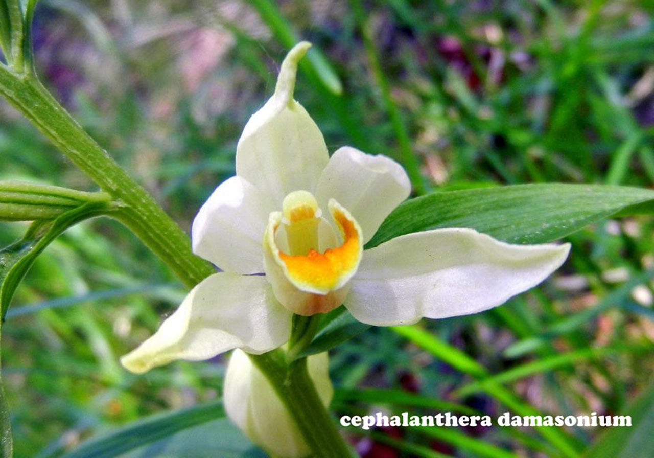 Cephalantera damasonium